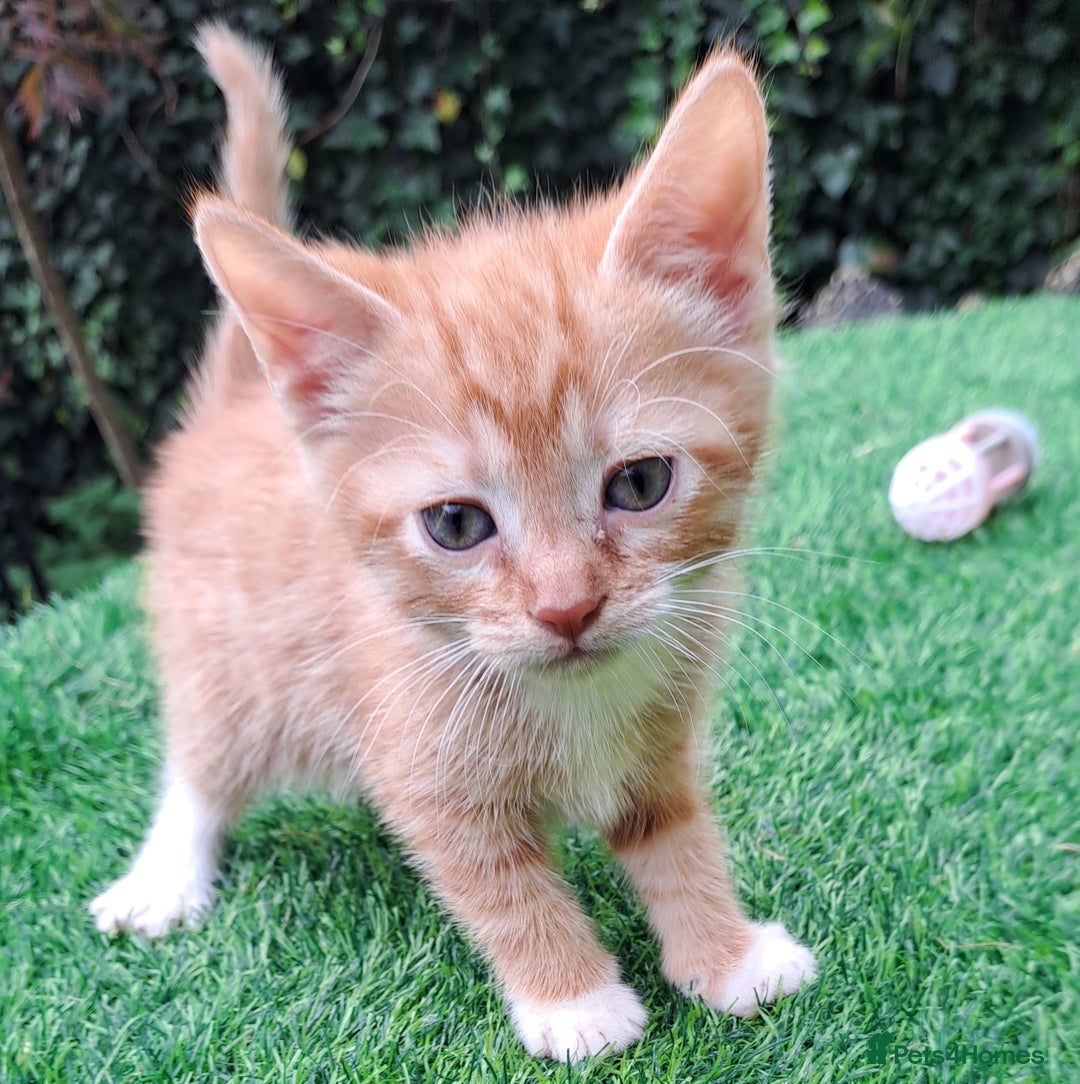 Mixed Breed cats for sale: Gorgeous Ginger Maine Coon x Kittens - Image 14