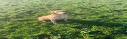 Labrador Retriever dogs for sale: Lovely KC reg, health tested yellow Labrador  - Advert 5