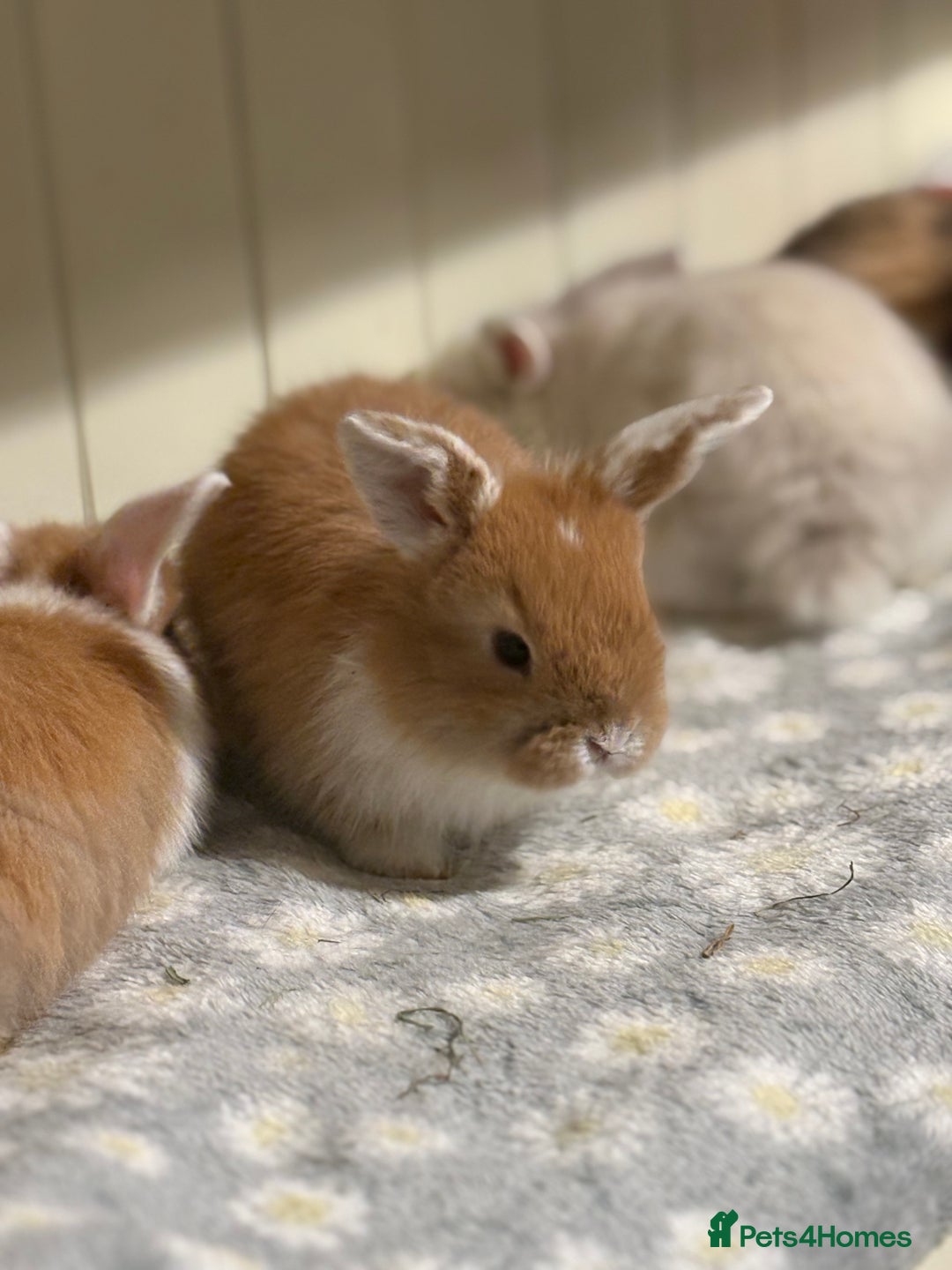 Mini Lop rabbits for sale: Vaccinated/raised indoors, mini lops and lion lop  - Advert 18