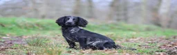 Cocker Spaniel dogs for stud: Blue Roan working cocker  - Advert 10