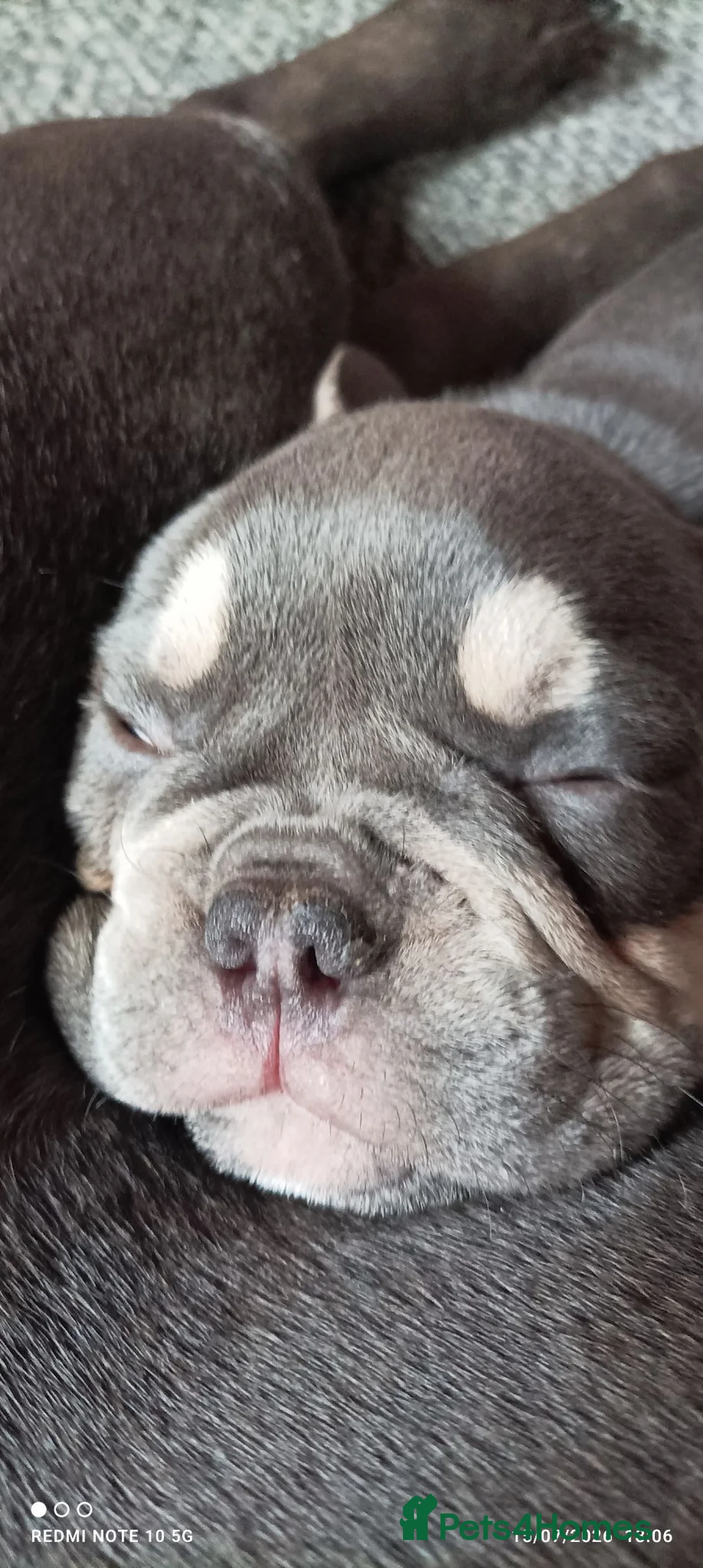 French Bulldog dogs for sale: French bulldog  dog  in Hartlepool - Advert 2