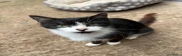 Mixed Breed cats for sale: 3 Kittens for sale  - Advert 3