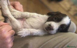 English Springer Spaniel dogs for sale: English working Springer Spaniel puppies for sale  - Image 4