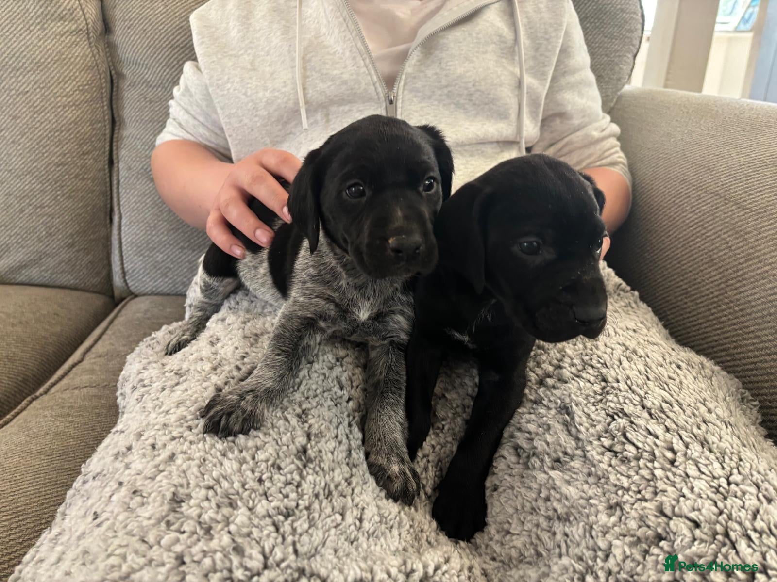 German Shorthaired Pointer dogs GSP KC REGISTERED PUPPIES ONLY 2 girls left - Advert 1