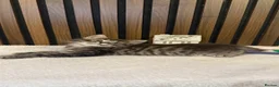 Ragdoll cats for sale: "Stunning Ragdoll Kittens | Tabby | Ready Now - Advert 16