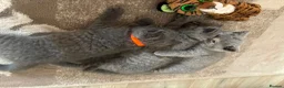 British Shorthair cats for sale: Blue British Shorthair Kittens  3 boys 1 girl - Advert 13