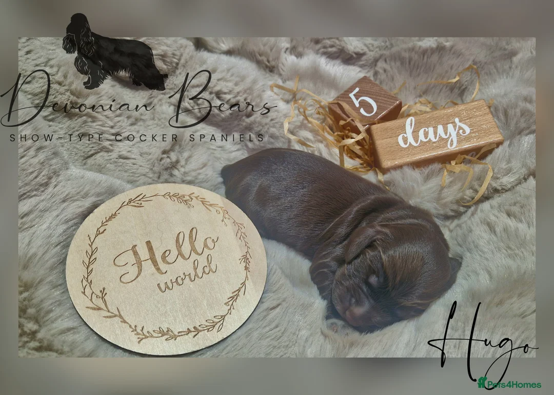 Cocker Spaniel dogs for sale: FULLY Health tested English Cocker Spaniel puppies - Advert 26