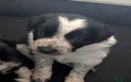 Border Collie dogs for sale: Collie mix puppies looking for their families! - Image 35