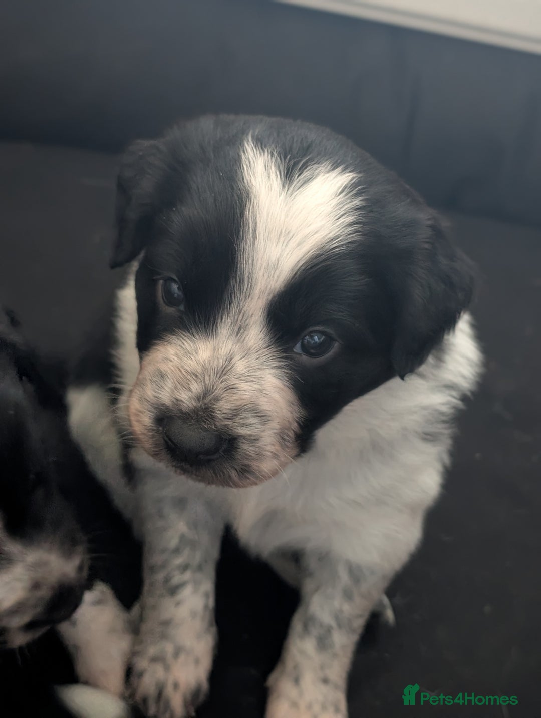 Border Collie dogs for sale: Collie mix puppies looking for their families! - Image 35
