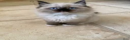 Ragdoll cats for sale: Rare Ragdoll kittens  - Advert 12