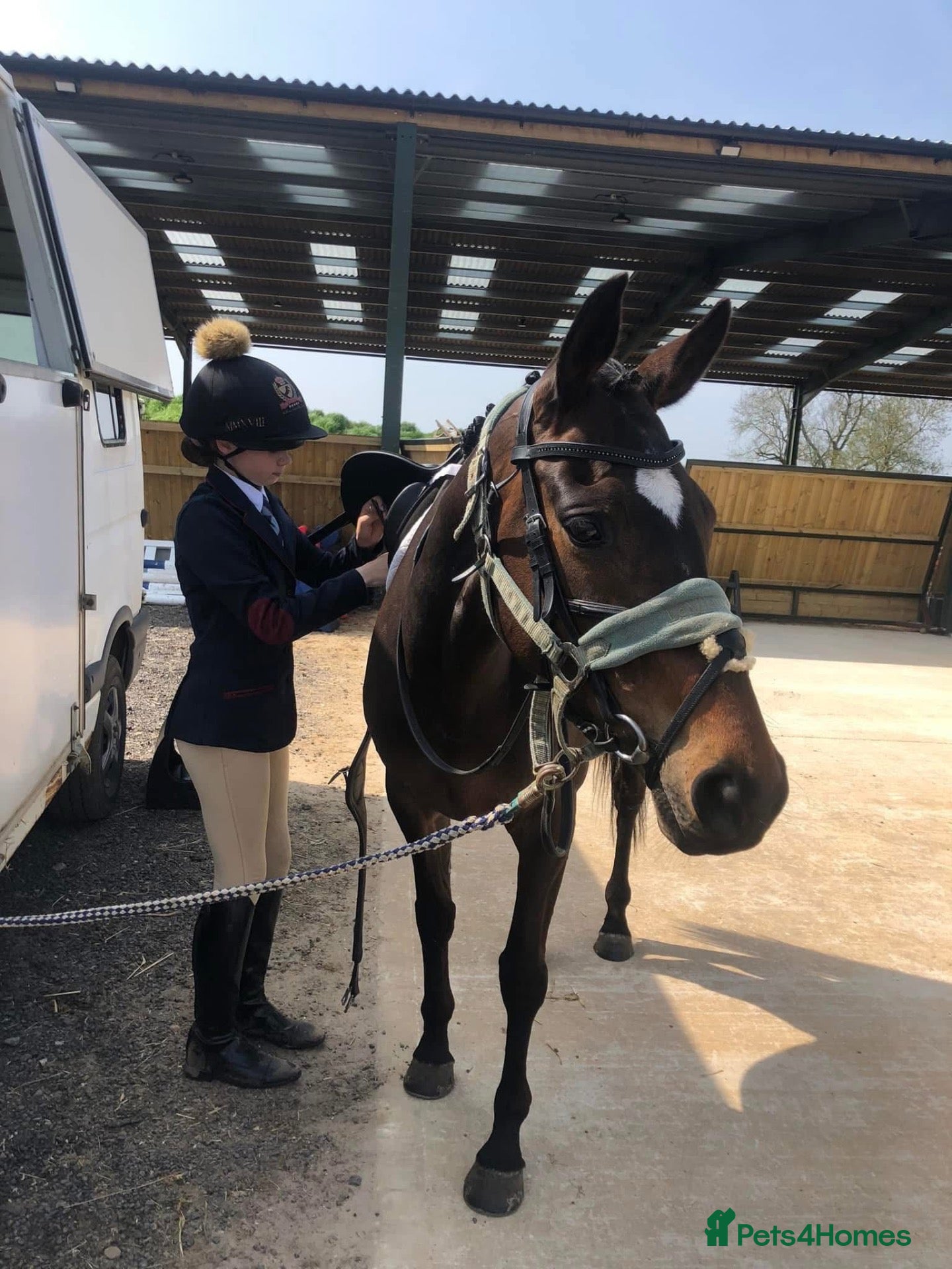 English Thoroughbred horses Sienna - 15.2hh, 10yo TB MARE - Advert 14