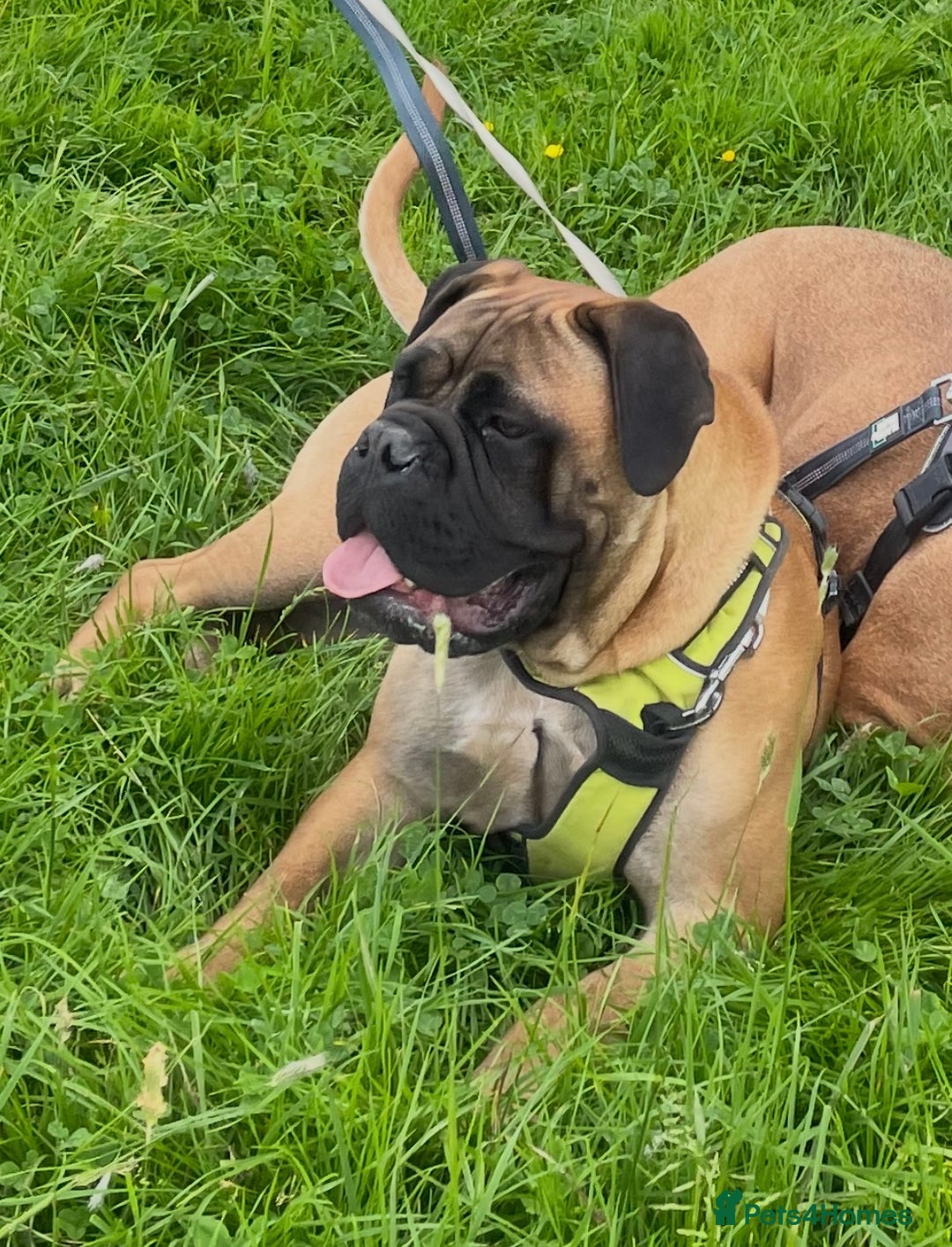 Bullmastiff dogs for sale: Beautiful Bullmastiff girl - Image 16