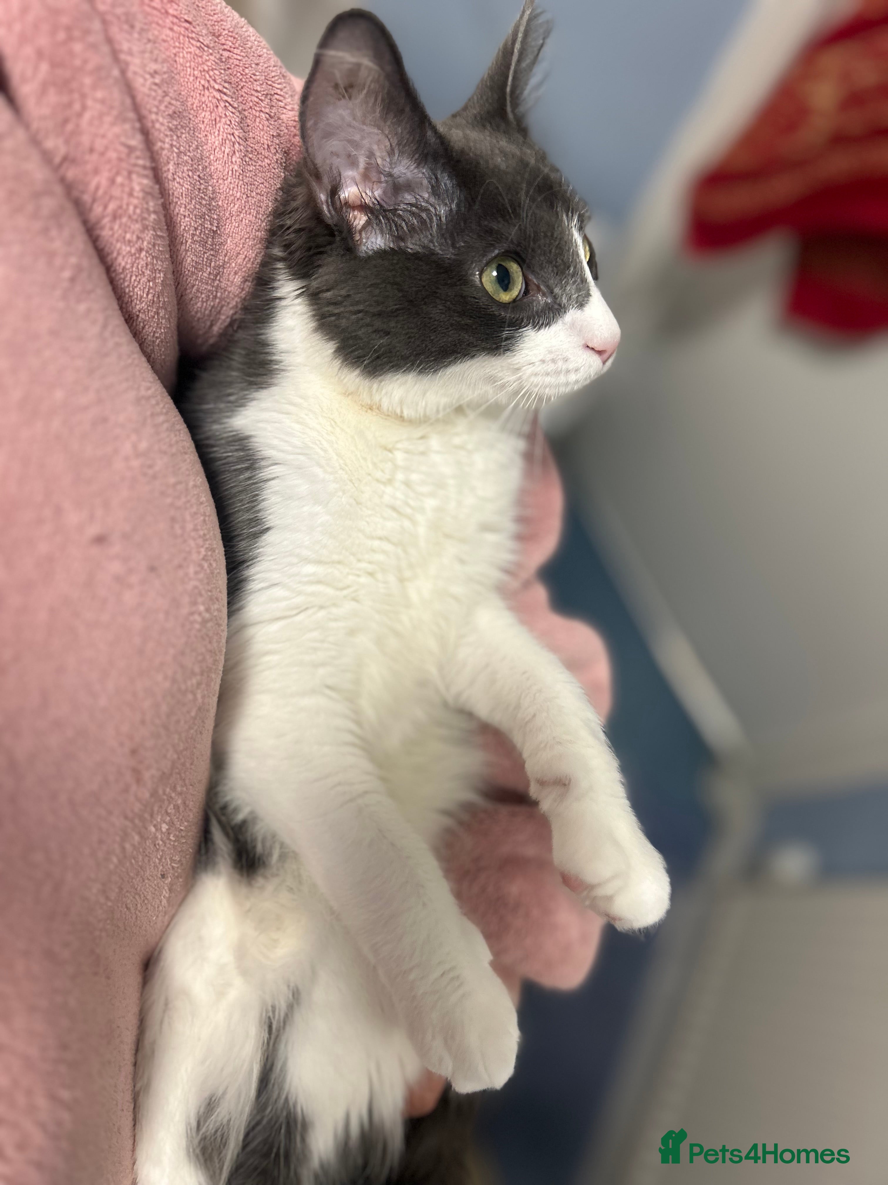 Maine Coon cats Main coon kitten + accessories - Advert 2