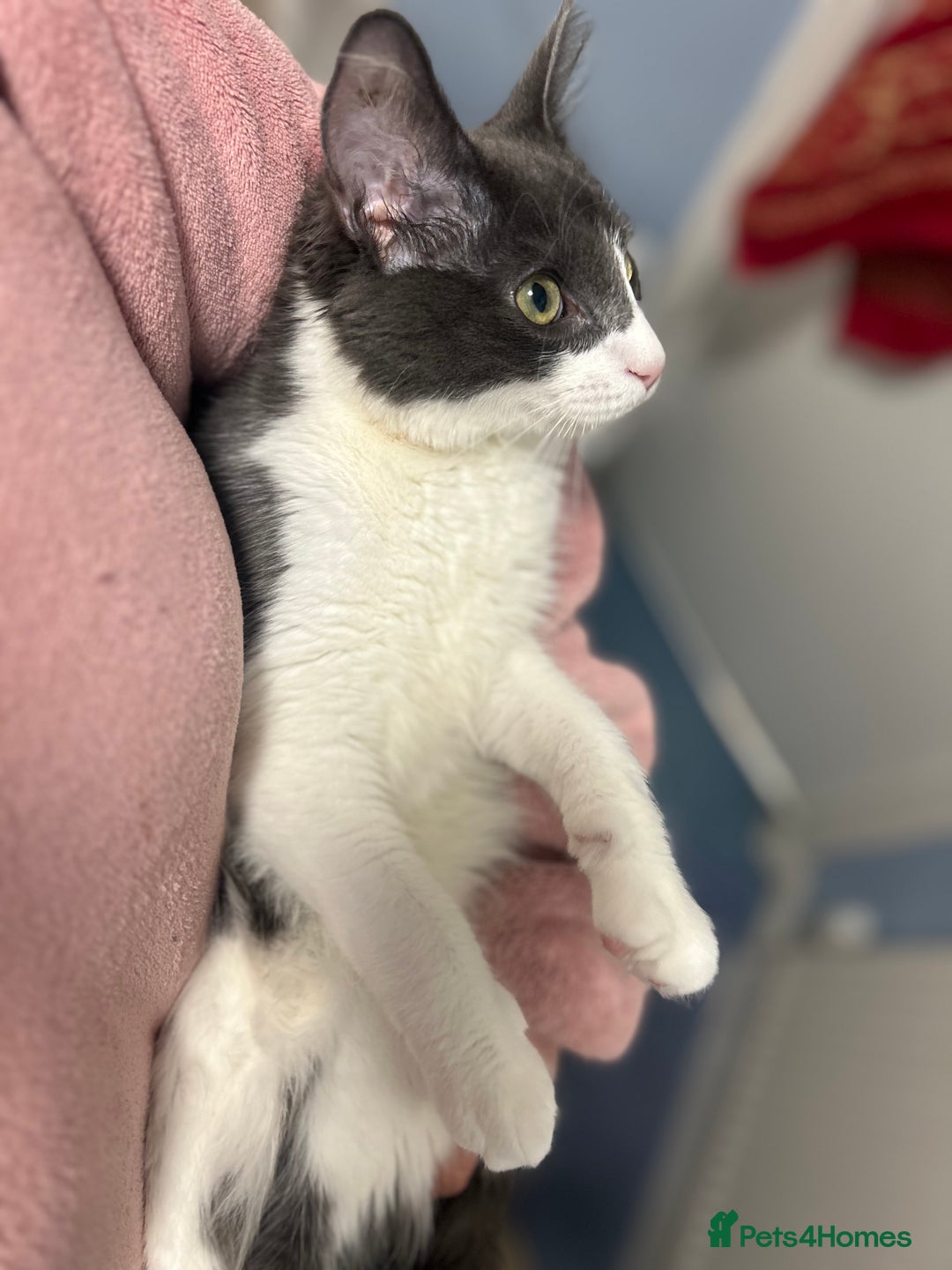 Maine Coon cats for sale: Main coon kitten + accessories - Advert 1