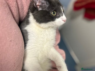 Maine Coon cats Main coon kitten + accessories - Advert 1