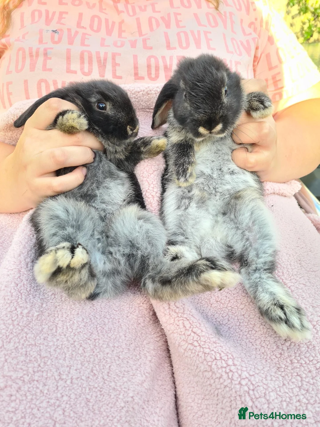 Mini Lop rabbits for sale: Baby Lops - Advert 2