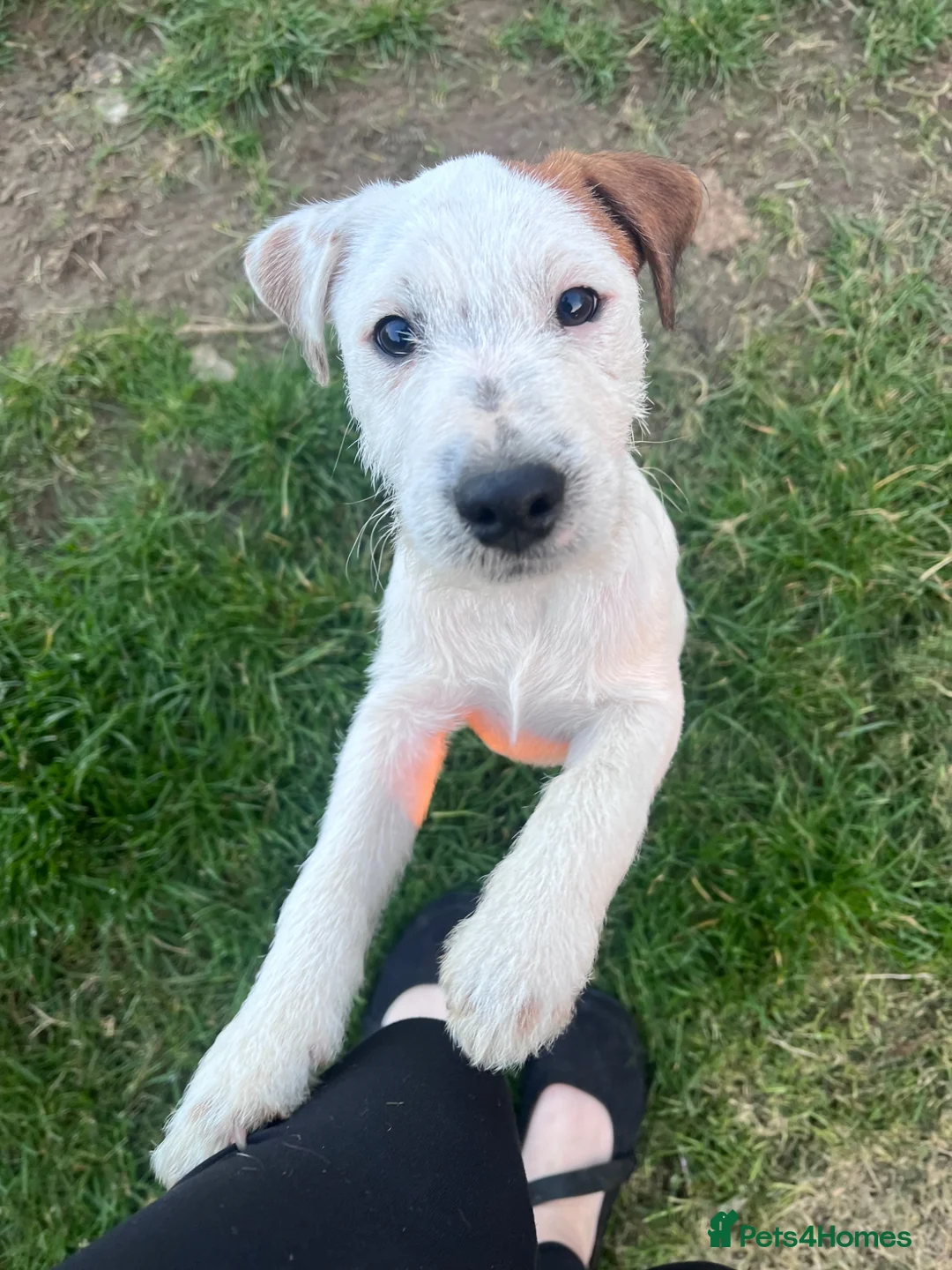 Parson Russell dogs for sale: PRT male 13 weeks old in Bideford - Advert 1