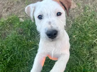 Parson Russell dogs PRT male 13 weeks old - Advert 1