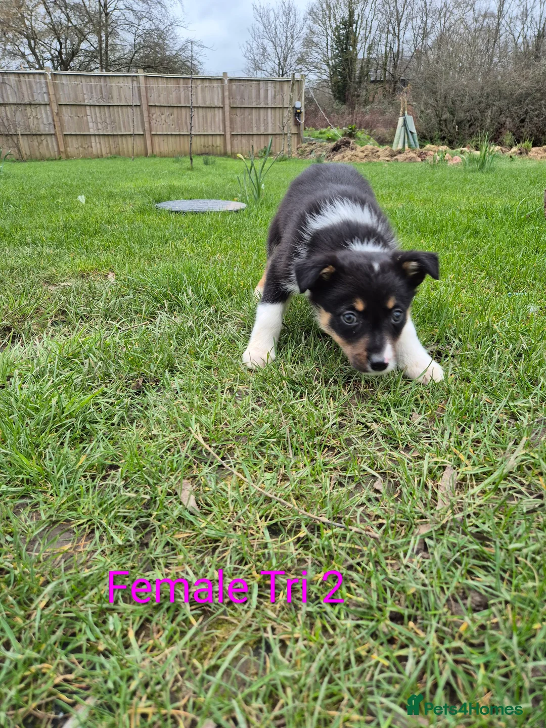 Border Collie dogs for sale: Border Collie Puppies - Advert 11