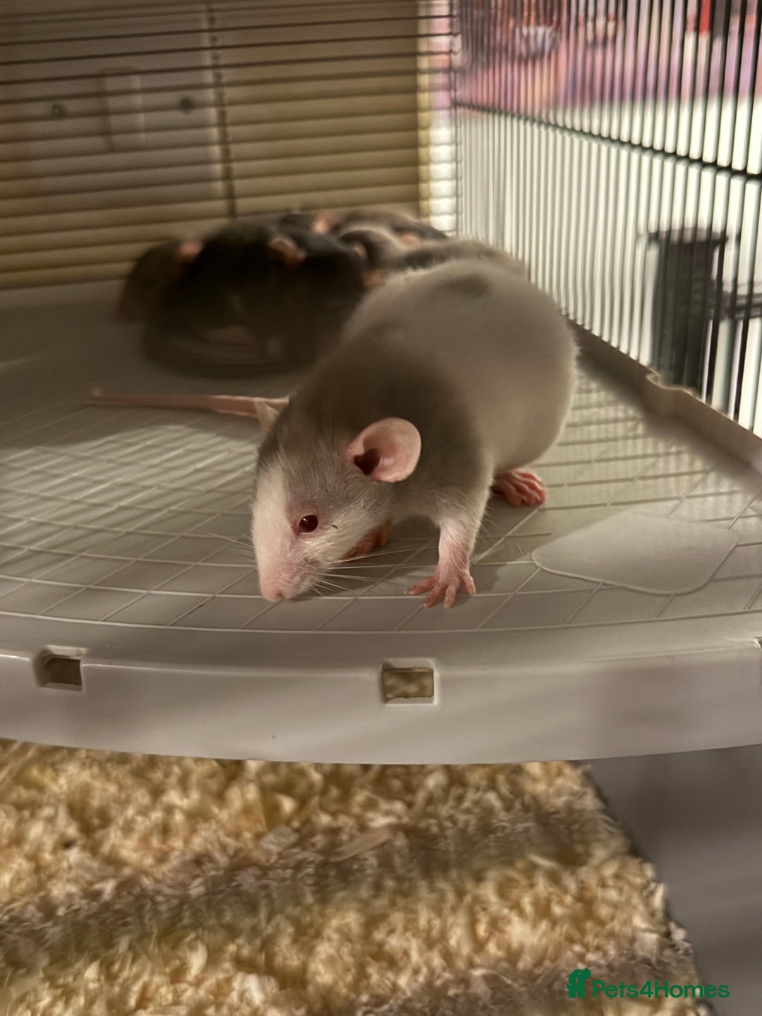 Rat rodents for sale: Adorable baby dumbo rats - Advert 4