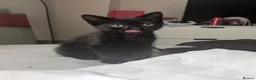 Domestic Shorthair cats for sale: My baby's  - Advert 3