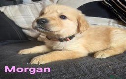 Goldador dogs for sale: Kitanas puppies  - Image 12