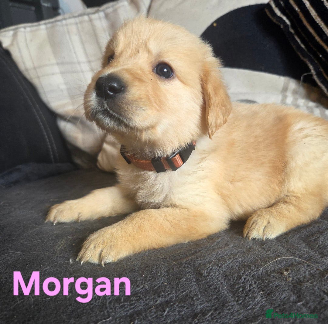Goldador dogs for sale: Kitanas puppies  - Image 12