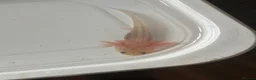 Axolotl reptiles for sale: Baby axolotl for sale  - Advert 6