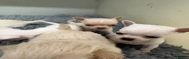 Chihuahua 4