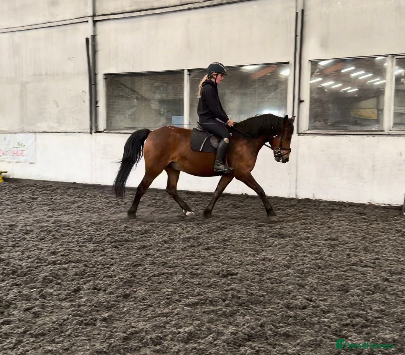 New Forest horses Fabulous prospects  - Advert 4