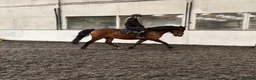 New Forest horses for sale: Fabulous prospects  in Fareham - Advert 1