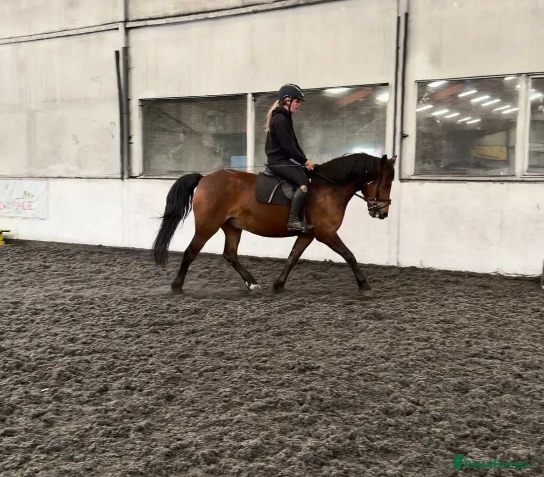 New Forest horses for sale: Fabulous prospects  in Fareham - Advert 1