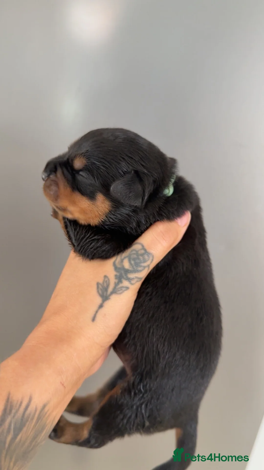 Rottweiler dogs for sale: German Lines Chunky Rottweiler Puppies - Advert 20