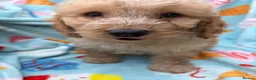 Cockapoo dogs for sale: 🐾STUNNING F1 COCKERPOOS 🐾 - Advert 4