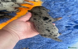 Miniature Dachshund dogs for sale: Pra clear mini smooth dachshund pups - Image 11