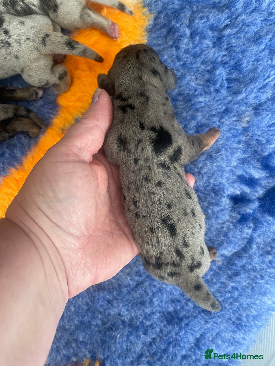 Miniature Dachshund dogs for sale: Pra clear mini smooth dachshund pups - Image 11