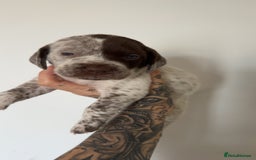 Mixed Breed dogs for sale: Litter of 9 healthy pups  - Image 26