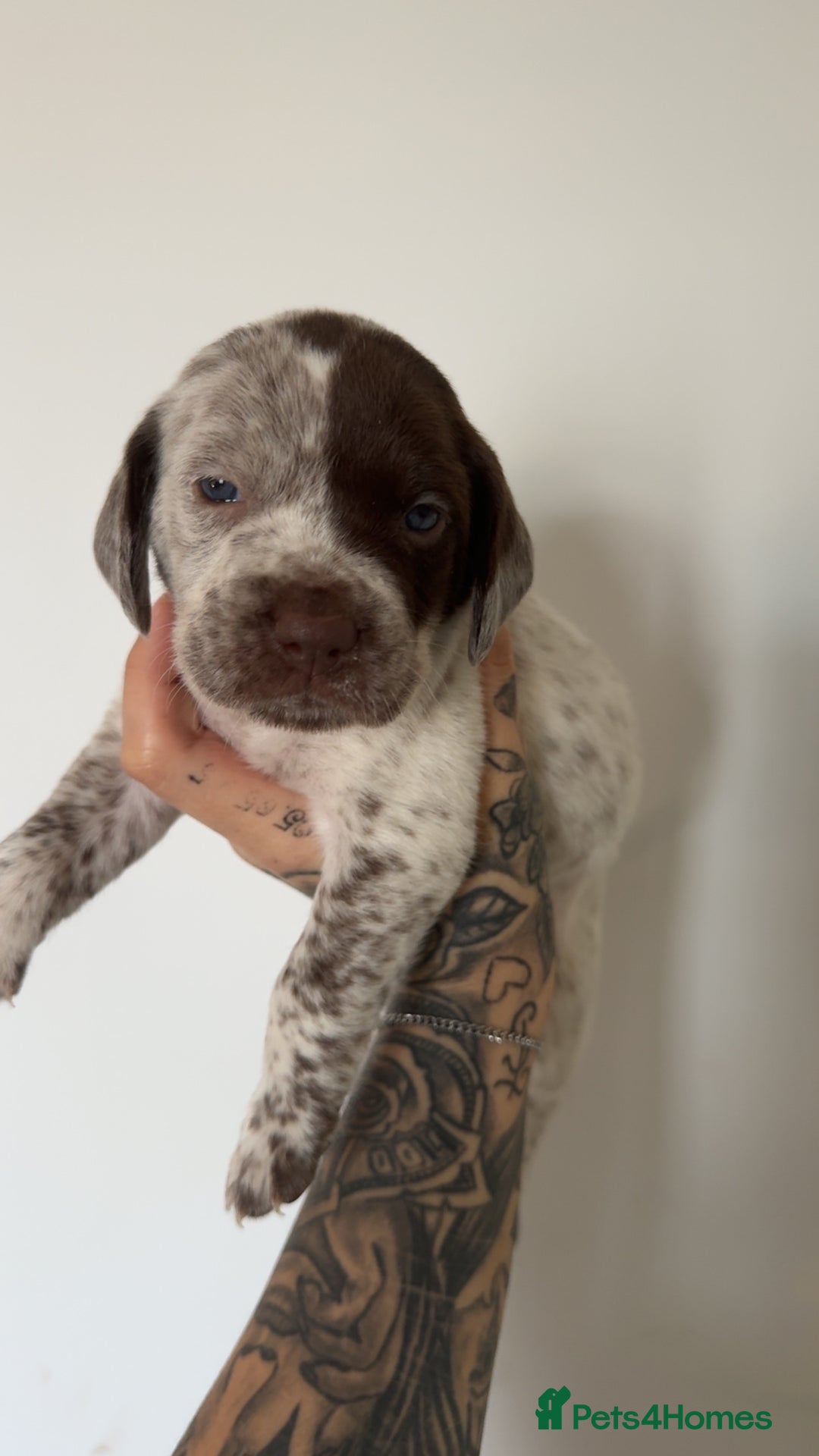 Mixed Breed dogs for sale: Litter of 9 healthy pups  - Image 26