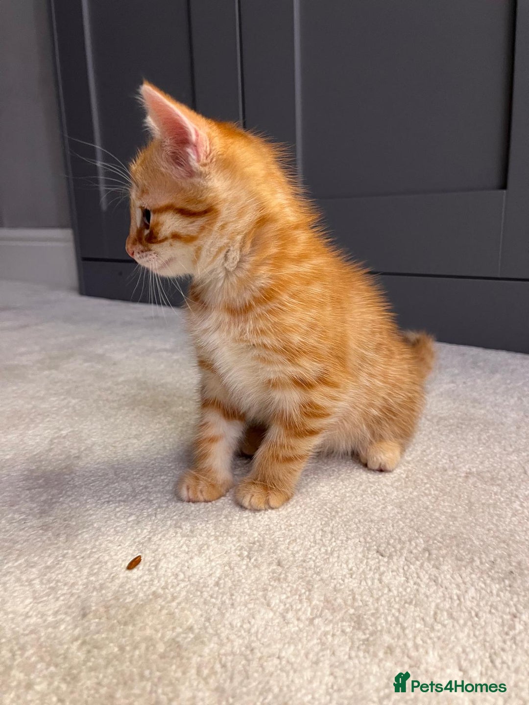 Mixed Breed cats for sale: Ginger Female Kitten - Ready to leave - Image 6