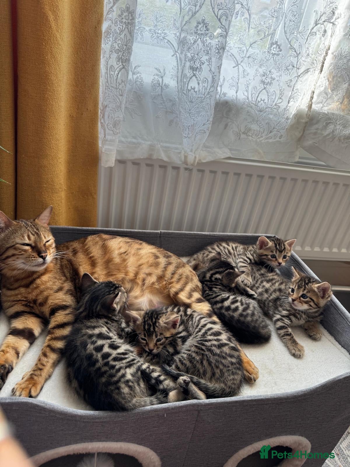 Bengal cats for sale: Adorable little creatures, bengals - Advert 2