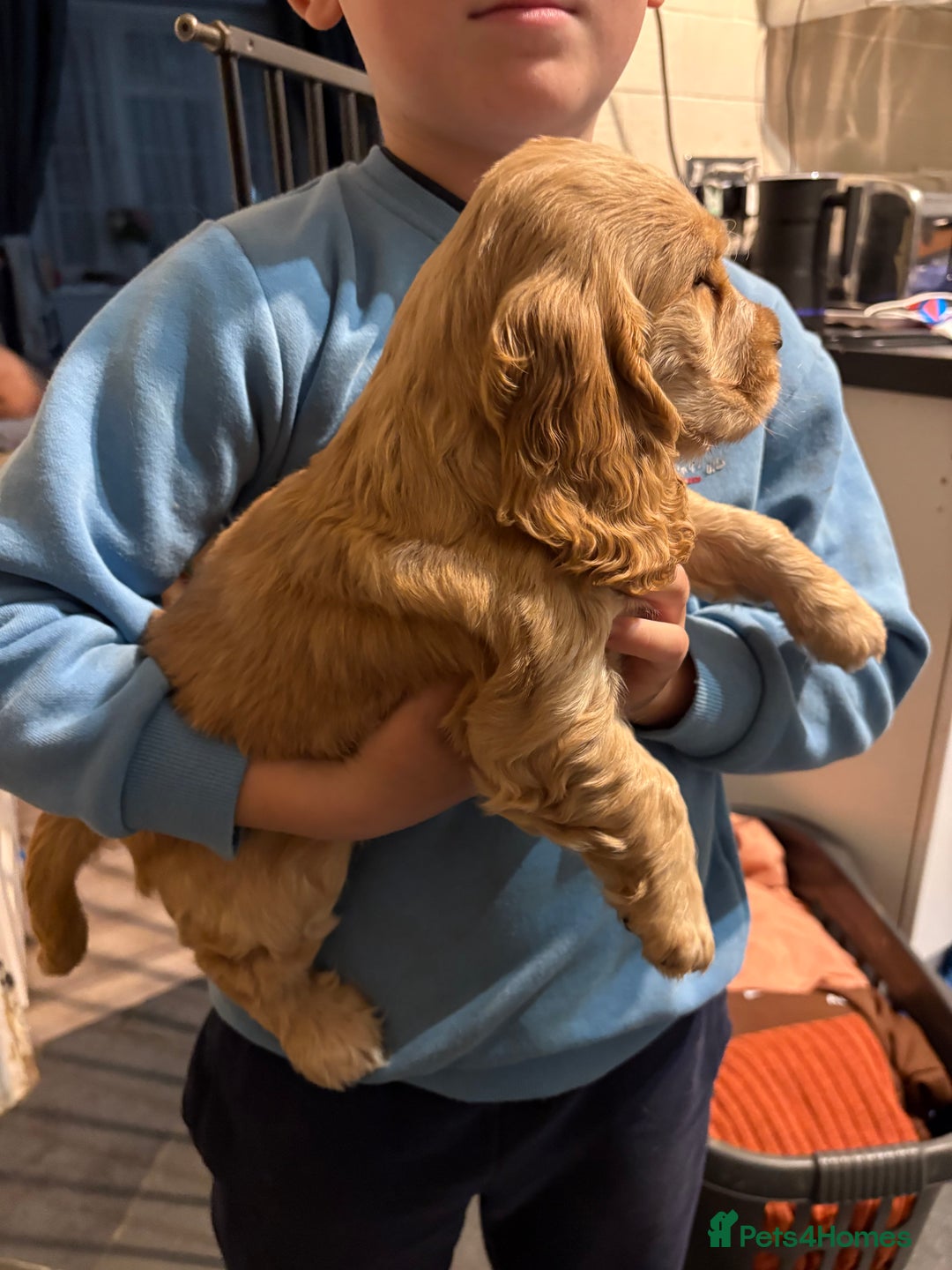 Cocker Spaniel dogs for sale: Gorgeous cocker spaniel puppy’s  - Image 3