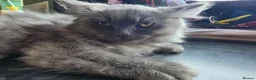Mixed Breed cats for sale: Super fluffy ragdoll kittens. Cuddly teddy bears - Advert 26