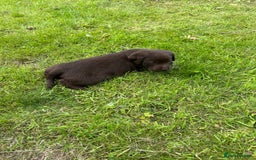 Springador dogs for sale: Springador Puppies - Image 10