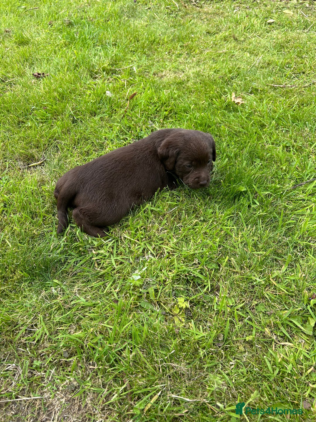 Springador dogs for sale: Springador Puppies - Image 10
