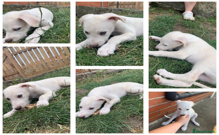 Mixed Breed dogs - Advert 14