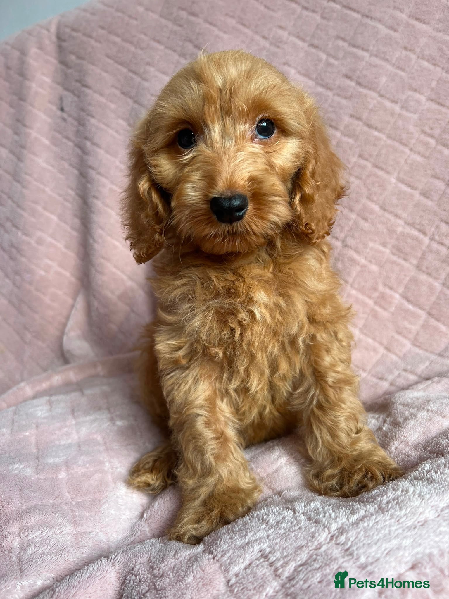 Cockapoo dogs   2 Cockapoo boy puppies  - Advert 13