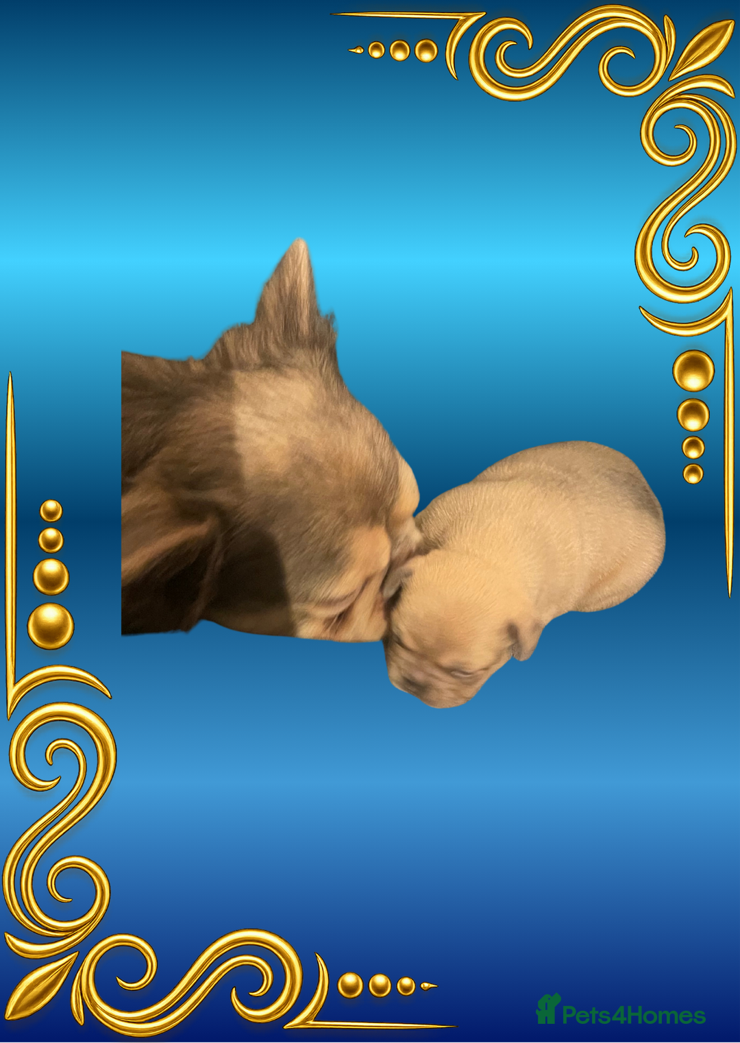 French Bulldog dogs for sale: Born Of Zeus Of Thunder - Advert 10