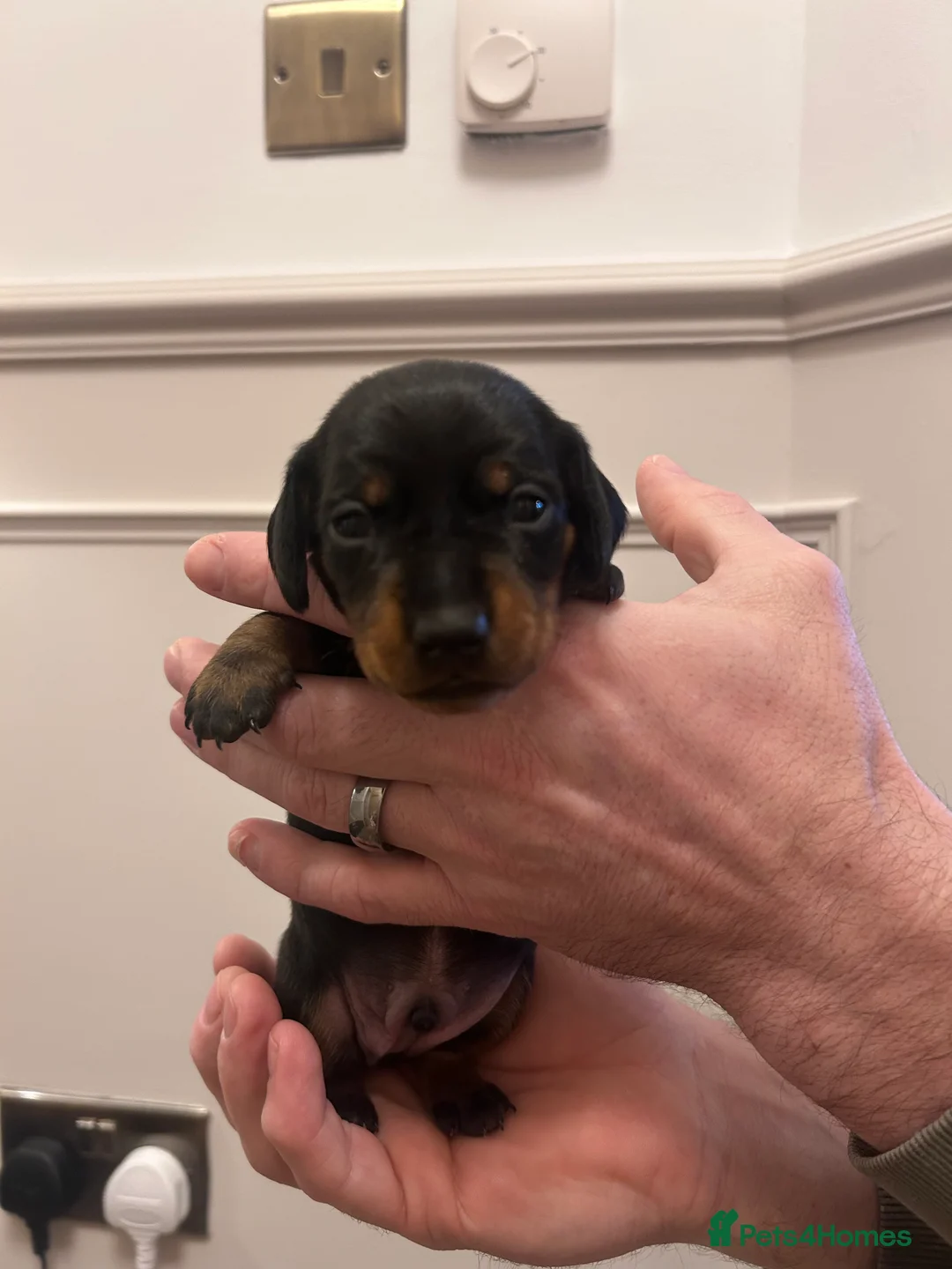 Miniature Dachshund dogs for sale: Miniature dachshund  - Advert 6