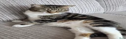 Mixed Breed cats for sale: Last kitten looking lovely new home  - Advert 10