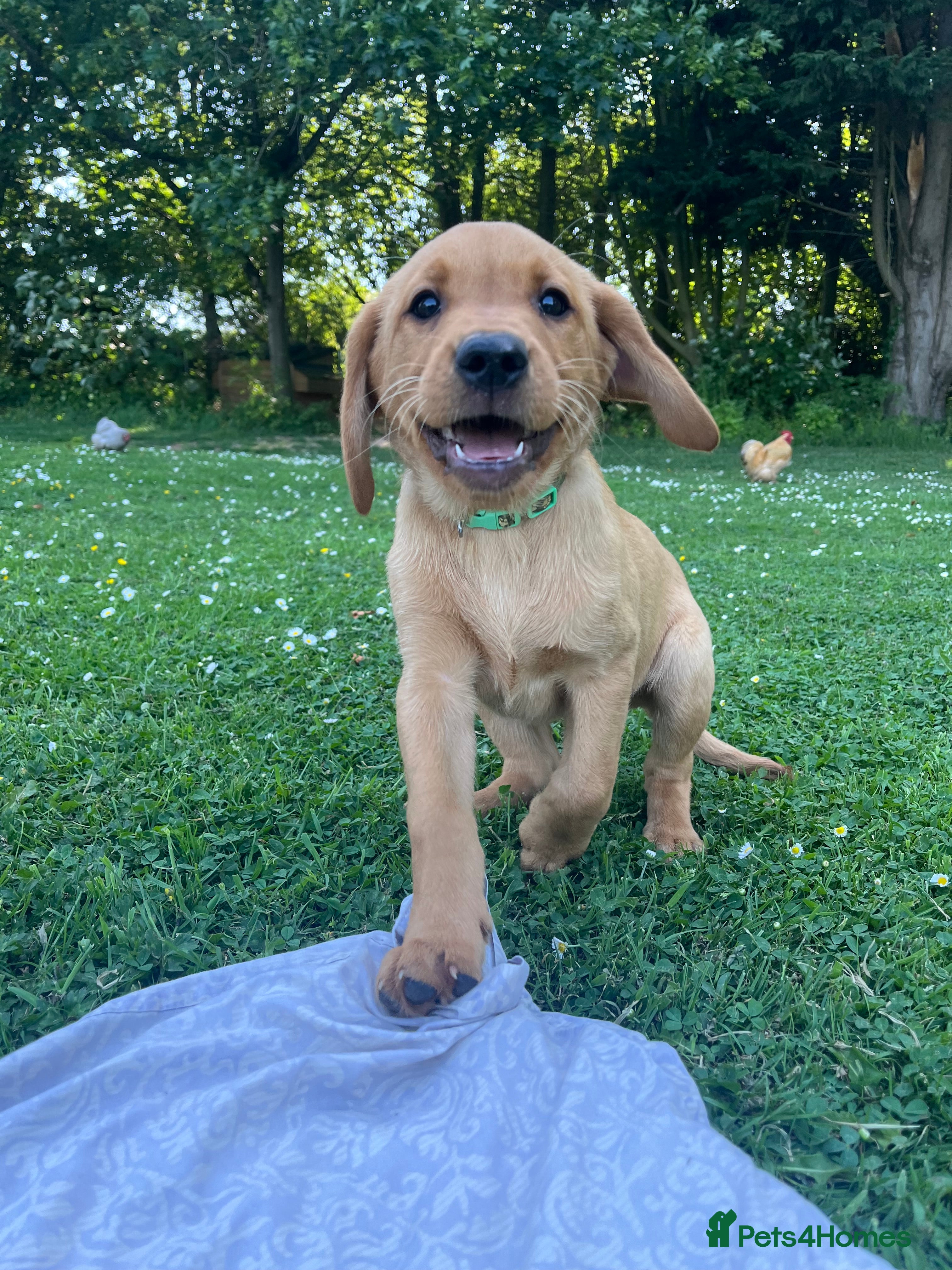 Labrador Retriever dogs for sale: Labrador Puppies out of FTCH - Advert 2